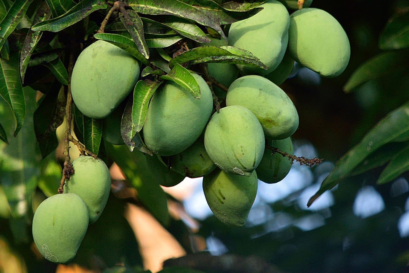 Akshaya CSA Buthpur