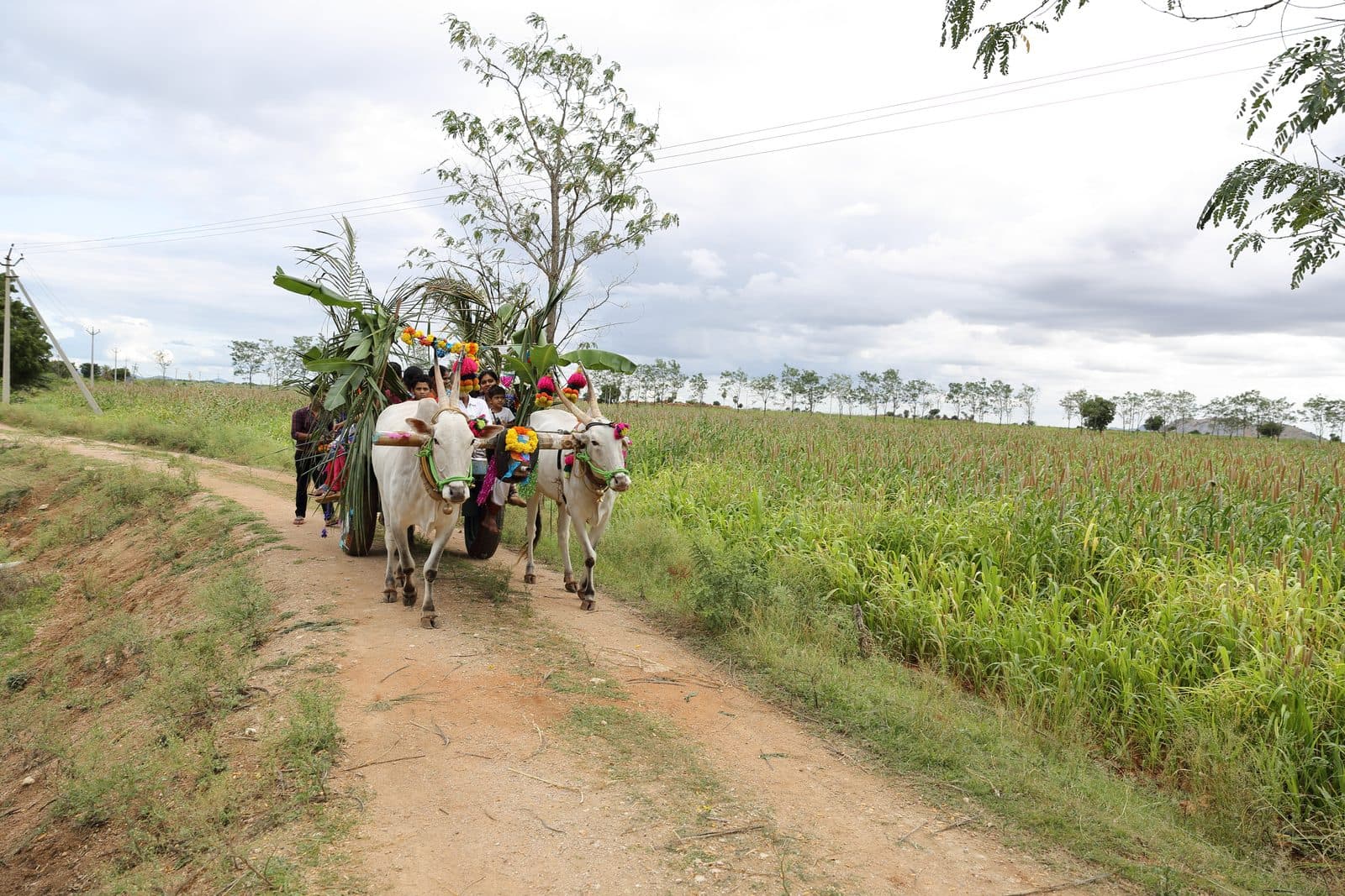 A decorated bullock cart carrying the community through the farm fields